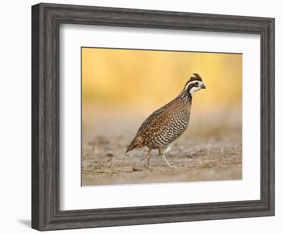 Northern Bobwhite Quail, Texas, USA-Larry Ditto-Framed Photographic Print