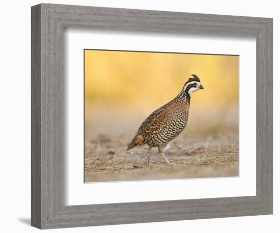 Northern Bobwhite Quail, Texas, USA-Larry Ditto-Framed Photographic Print