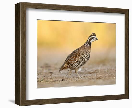 Northern Bobwhite Quail, Texas, USA-Larry Ditto-Framed Photographic Print