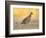 Northern Bobwhite Quail, Texas, USA-Larry Ditto-Framed Photographic Print