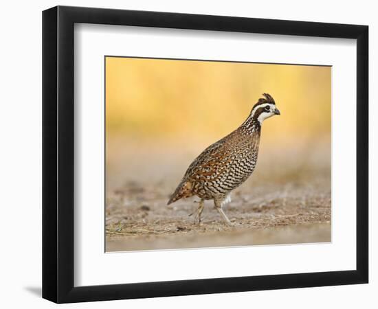 Northern Bobwhite Quail, Texas, USA-Larry Ditto-Framed Photographic Print