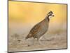 Northern Bobwhite Quail, Texas, USA-Larry Ditto-Mounted Photographic Print