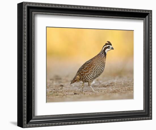 Northern Bobwhite Quail, Texas, USA-Larry Ditto-Framed Photographic Print