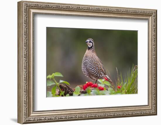 Northern bobwhite standing.-Larry Ditto-Framed Photographic Print