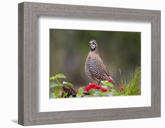 Northern bobwhite standing.-Larry Ditto-Framed Photographic Print