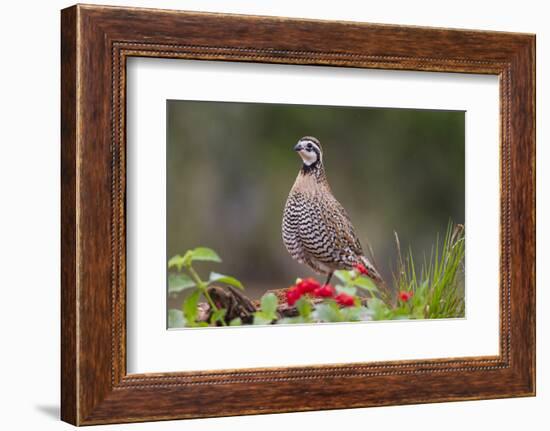 Northern bobwhite standing.-Larry Ditto-Framed Photographic Print