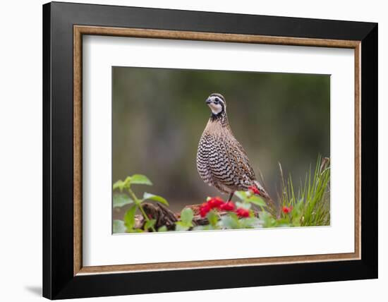 Northern bobwhite standing.-Larry Ditto-Framed Photographic Print