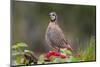 Northern bobwhite standing.-Larry Ditto-Mounted Photographic Print