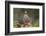 Northern bobwhite standing.-Larry Ditto-Framed Photographic Print