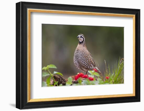 Northern bobwhite standing.-Larry Ditto-Framed Photographic Print