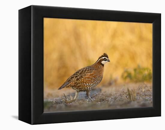 Northern Bobwhite, Texas, USA-Larry Ditto-Framed Premier Image Canvas