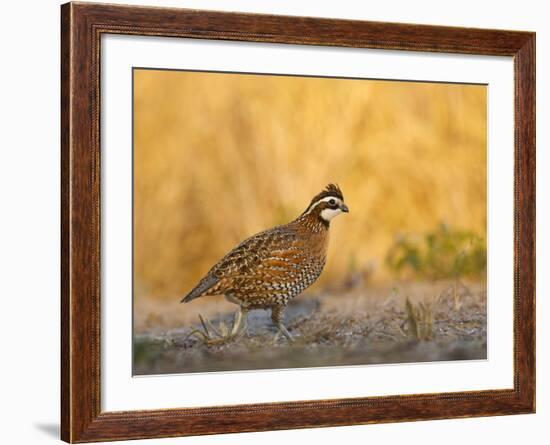 Northern Bobwhite, Texas, USA-Larry Ditto-Framed Photographic Print