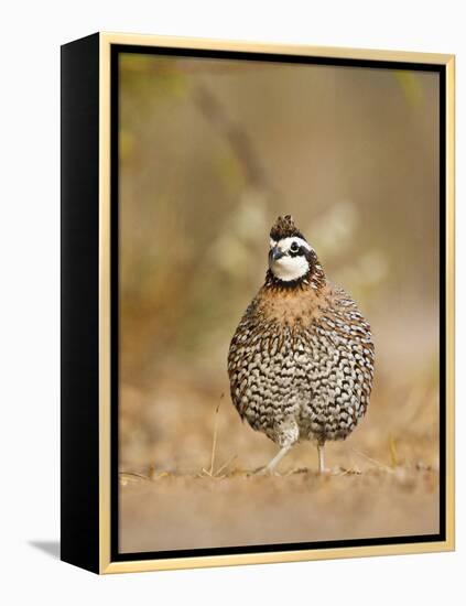 Northern Bobwhite, Texas, USA-Larry Ditto-Framed Premier Image Canvas