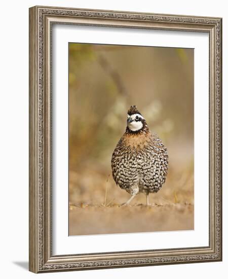 Northern Bobwhite, Texas, USA-Larry Ditto-Framed Photographic Print