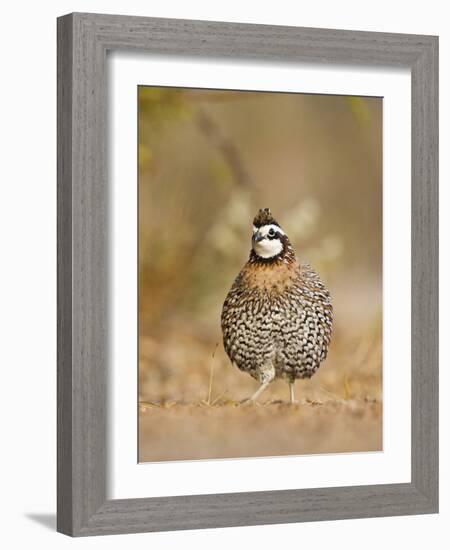 Northern Bobwhite, Texas, USA-Larry Ditto-Framed Photographic Print