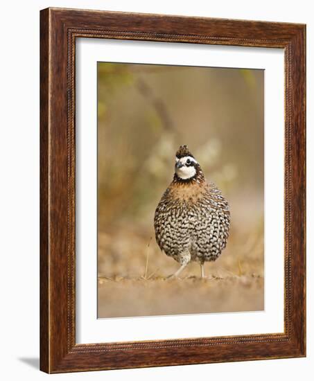 Northern Bobwhite, Texas, USA-Larry Ditto-Framed Photographic Print