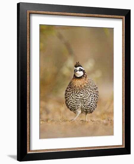 Northern Bobwhite, Texas, USA-Larry Ditto-Framed Photographic Print