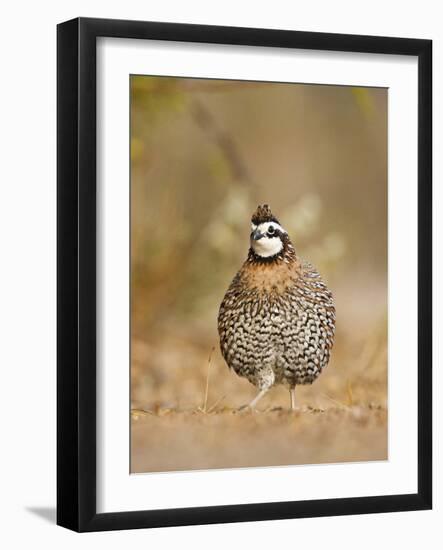 Northern Bobwhite, Texas, USA-Larry Ditto-Framed Photographic Print