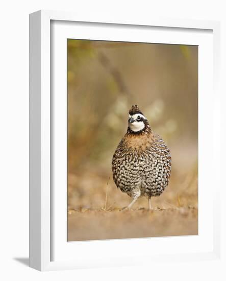 Northern Bobwhite, Texas, USA-Larry Ditto-Framed Photographic Print