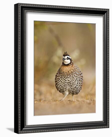 Northern Bobwhite, Texas, USA-Larry Ditto-Framed Photographic Print