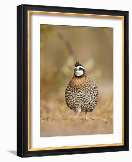 Northern Bobwhite, Texas, USA-Larry Ditto-Framed Photographic Print