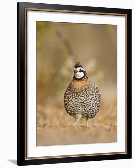 Northern Bobwhite, Texas, USA-Larry Ditto-Framed Photographic Print