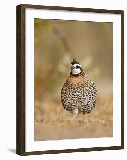 Northern Bobwhite, Texas, USA-Larry Ditto-Framed Photographic Print