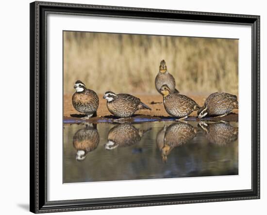 Northern Bobwhite, Texas, USA-Larry Ditto-Framed Photographic Print