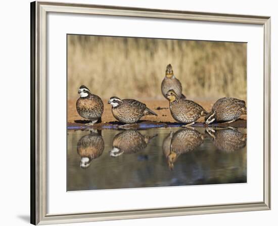 Northern Bobwhite, Texas, USA-Larry Ditto-Framed Photographic Print