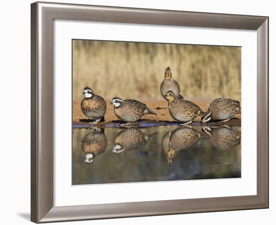 Northern Bobwhite, Texas, USA-Larry Ditto-Framed Photographic Print