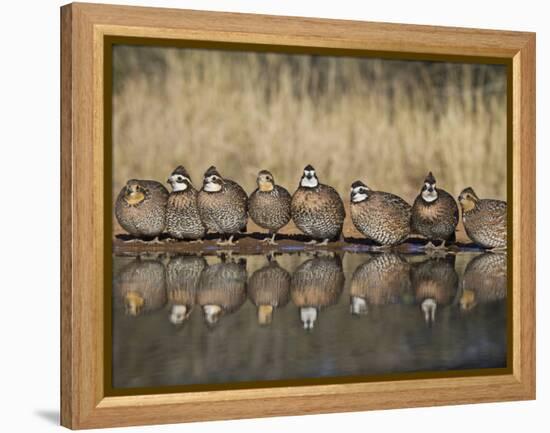 Northern Bobwhite, Texas, USA-Larry Ditto-Framed Premier Image Canvas