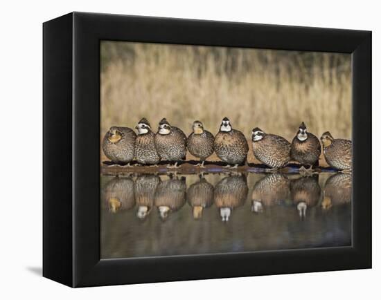 Northern Bobwhite, Texas, USA-Larry Ditto-Framed Premier Image Canvas