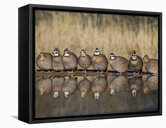 Northern Bobwhite, Texas, USA-Larry Ditto-Framed Premier Image Canvas