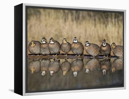 Northern Bobwhite, Texas, USA-Larry Ditto-Framed Premier Image Canvas