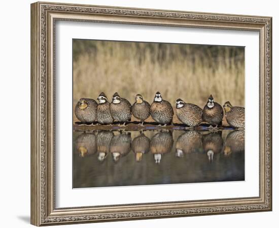 Northern Bobwhite, Texas, USA-Larry Ditto-Framed Photographic Print