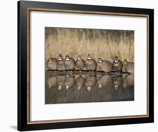 Northern Bobwhite, Texas, USA-Larry Ditto-Framed Photographic Print