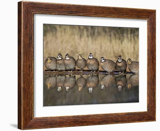 Northern Bobwhite, Texas, USA-Larry Ditto-Framed Photographic Print