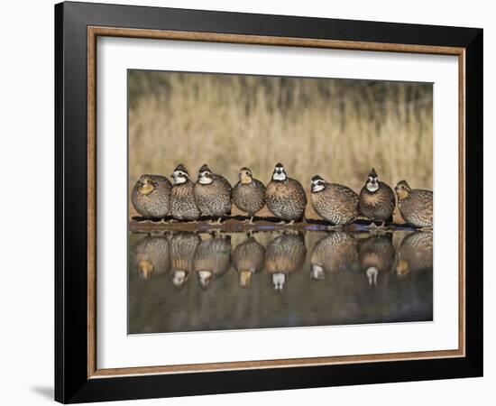 Northern Bobwhite, Texas, USA-Larry Ditto-Framed Photographic Print