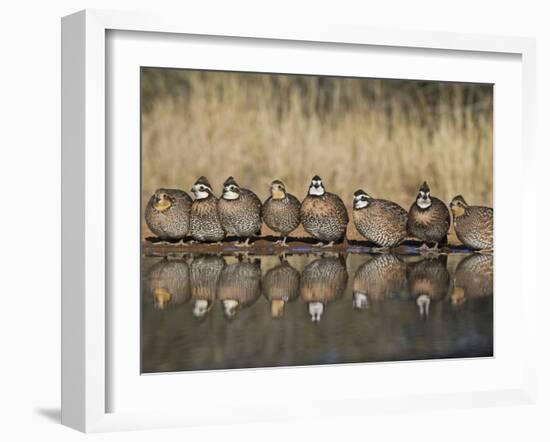 Northern Bobwhite, Texas, USA-Larry Ditto-Framed Photographic Print