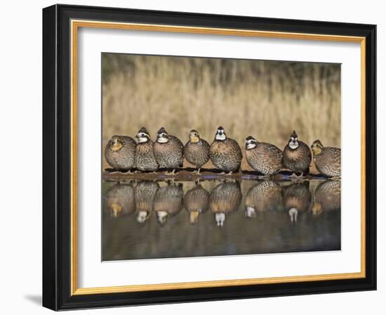 Northern Bobwhite, Texas, USA-Larry Ditto-Framed Photographic Print