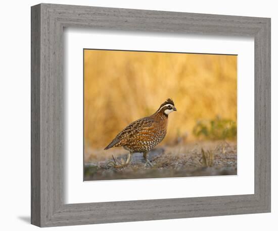 Northern Bobwhite, Texas, USA-Larry Ditto-Framed Photographic Print