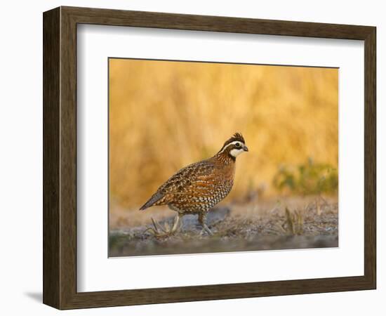 Northern Bobwhite, Texas, USA-Larry Ditto-Framed Photographic Print