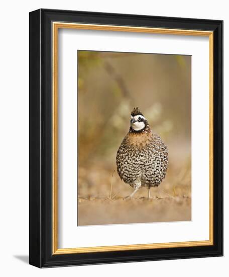 Northern Bobwhite, Texas, USA-Larry Ditto-Framed Photographic Print