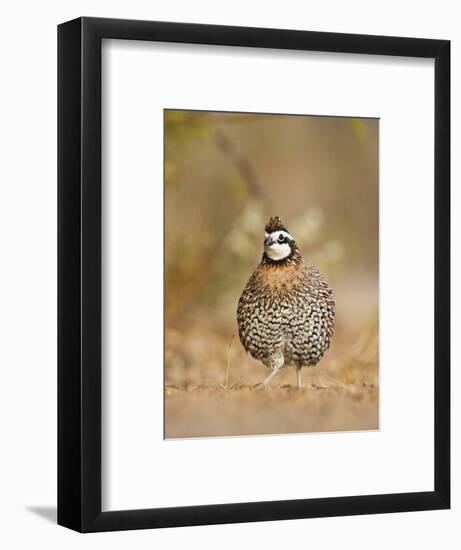 Northern Bobwhite, Texas, USA-Larry Ditto-Framed Photographic Print