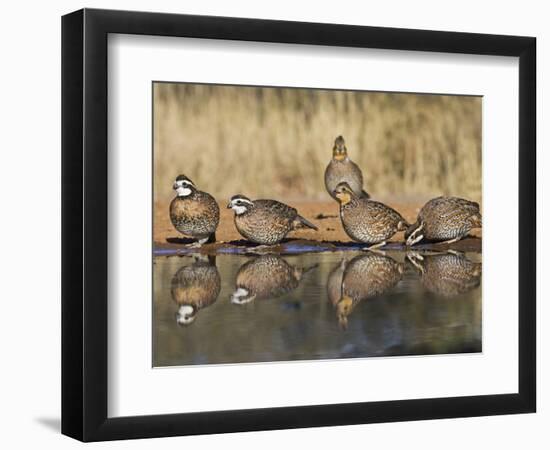 Northern Bobwhite, Texas, USA-Larry Ditto-Framed Photographic Print