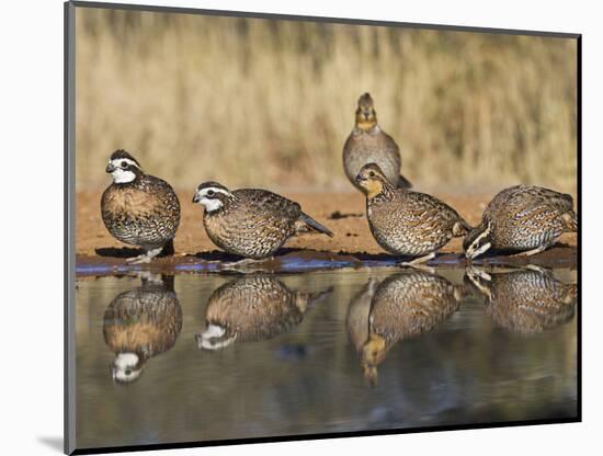 Northern Bobwhite, Texas, USA-Larry Ditto-Mounted Photographic Print