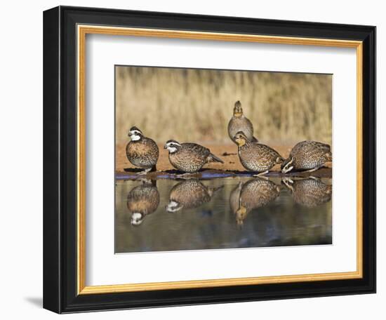 Northern Bobwhite, Texas, USA-Larry Ditto-Framed Photographic Print