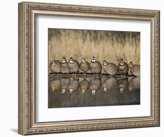 Northern Bobwhite, Texas, USA-Larry Ditto-Framed Photographic Print