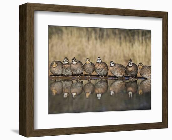 Northern Bobwhite, Texas, USA-Larry Ditto-Framed Photographic Print