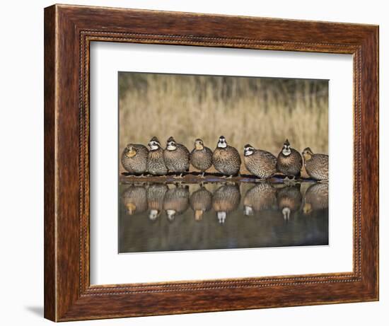 Northern Bobwhite, Texas, USA-Larry Ditto-Framed Photographic Print